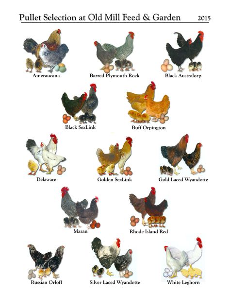 What do you need to know about getting chickens? How can you be prepared? First off, there are 6 things you should consider.. Chicken Breeds With Pictures Chart, Chicken Types Hens, Chicken Types, Chicken Breeds With Pictures, Chicken Breeds Chart, Reban Ayam, Chicken Poster, Chicken Life, Crazy Chicken Lady