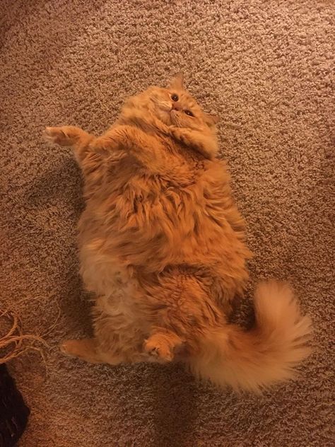 Big Orange Cat, Fat Ginger Cat, Fluffy Orange Cat, Cute Orange Cat, Cats Orange, Obese Cat, Cute Fat Cats, Fat Orange Cat, Cat Orange