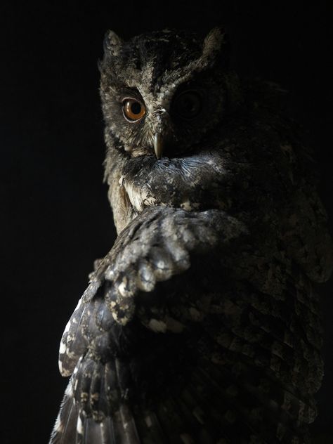 Owl Iphone Wallpaper, Owl Wallpaper Iphone, Owl Wallpapers, Owl Background, Iphone Background Quote, Ipad Ideas, Owl Animal, Cute Owls Wallpaper, Owl Photography