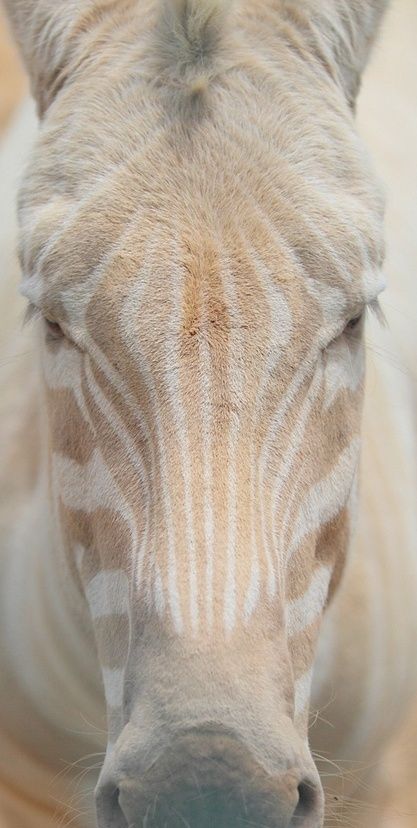 ☆ Albino Zebra barefootstyling.com Zebra Art, Albino Animals, Animal Study, Animals Of The World, Nature Animals, Zebras, Beautiful Horses, Animals Friends, Beautiful Creatures