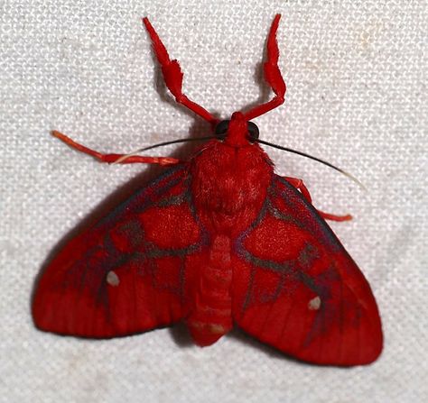 Most Beautiful Moths, Red Moth Aesthetic, Cerise Moth, Different Moths, Arctiid Moth, Moth Types, Moth Fluffy, Cool Moths, Moth Pfp