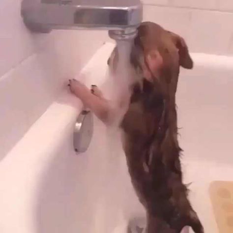 After a long day and you hit the shower like... Cute Dog Costumes, Funny Dog Memes, Dog Shower, All The Feels, Dog Costumes, Take A Shower, Ways To Relax, Sweet Animals, Dog Gifs