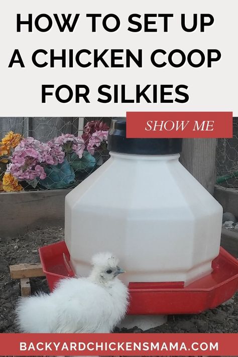 HOW TO SET UP A CHICKEN COOP FOR SILKIES Silkie chickens are unlike the typical chicken and have special needs when it comes to setting up a chicken coop for them. There are 5 big differences to take into consideration when setting up or building a chicken coop for Silkies. Accommodating your Silkies needs will ensure their health, safety and well being. Setting Up A Chicken Coop, Silkies Chickens Coop, Silkie Chickens Coop Ideas, Silkie Coop Ideas, Silky Chicken Coop, Chicken Coop For Silkies, Silkie Chicken Coop Ideas, Chicken Coop Setup, Silkie Chicken Coop