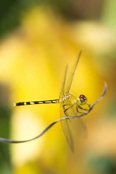 How to attract colorful dragonflies to your yard for the ultimate natural mosquito control Dragonfly Background, Selective Focus Photography, Natural Pic, Focus Photography, Arthropods, Interesting Information, Download Free Images, Dragonflies, Interesting Facts