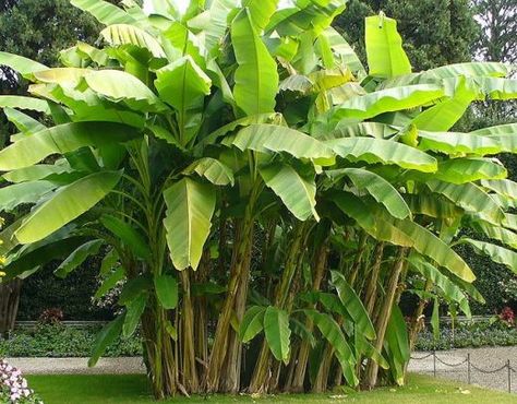 Fun banana plant facts and tips for growing your own. Banana Trees Landscape, Banana Trees, Banana Plant, Florida Plants, Banana Plants, Wild Forest, Banana Tree, Tropical Landscaping, Plant Species