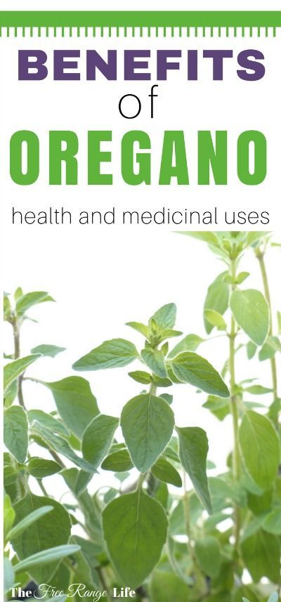 Oregano is more than just a culinary herb. It is a powerful medicinal plant with many health benefits. Do you know the all the uses and benefits of oregano? Benefits Of Oregano, Oregano Oil Benefits, Tomato Nutrition, Lemon Benefits, Coconut Health Benefits, Oregano Oil, Natural Antibiotics, Benefits Of Coconut Oil, Oil Benefits