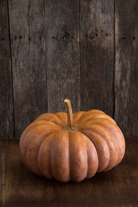 https://youtu.be/DS8Z1-WNBs8 Pumpkin Reference Photo, Pumpkin Reference, Pumpkin Cottage, Pumpkin Aesthetic, Pumpkin Photography, Real Pumpkins, Pumpkin Scary, Vintage Halloween Images, Easy Pumpkin Carving