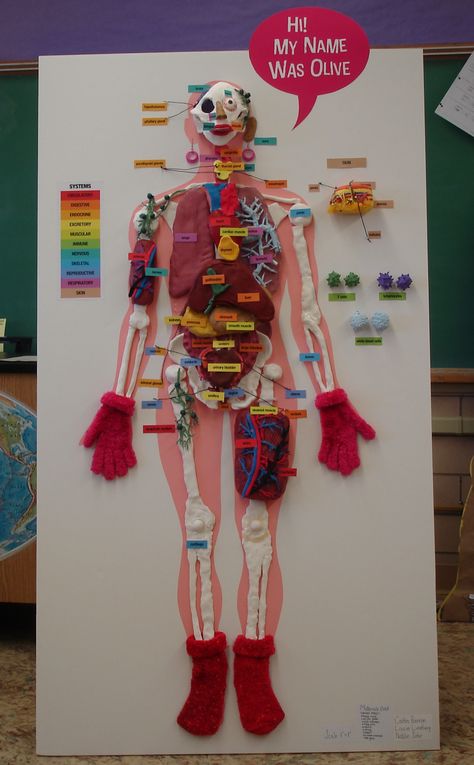 Body Art Project, Anatomy Projects College, Skeletal System Project Models, Human Body Systems Projects High School, Human Body Model Project, Cell City Project, Science Exhibition Working Models, Skeletal System Project, Human Body Systems Projects