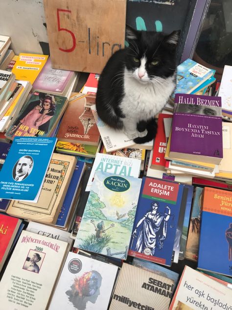 #cats #cat #turkey #istanbul #books #bookshop Turkish Cat, Turkey Istanbul, Softies, A Cat, Istanbul, Internet, Books