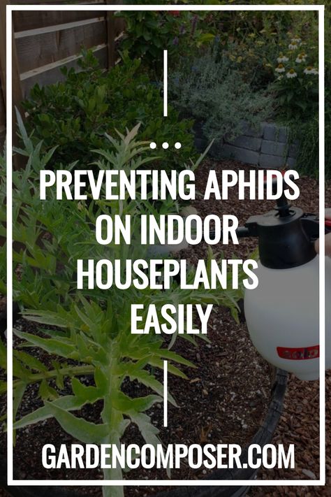 Aphids On Indoor Houseplants House Plant Pests, Fern Flower, Plant Pests, Backyard Plants, Plant Problems, Houseplants Indoor, Landscaping Plants, House Plant, Edible Garden