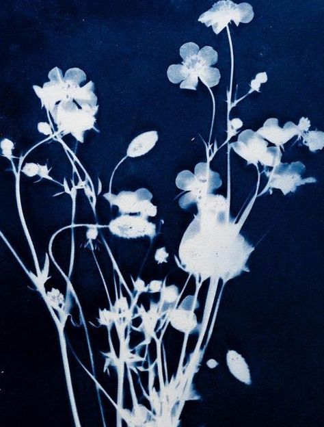 Cyanotype Process, Alternative Photography, New Wall, Blue Aesthetic, Fine Art Photography, A Black, Art Inspo, Art Photography, Art Inspiration