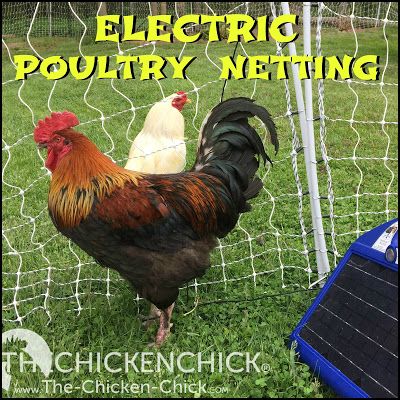 Electric Poultry Netting Coop Accessories, Chicken Coop Blueprints, Chicken Facts, Chicken Fence, Meat Birds, Chicken Care, Portable Chicken Coop, Coop Ideas, Chicken Chick