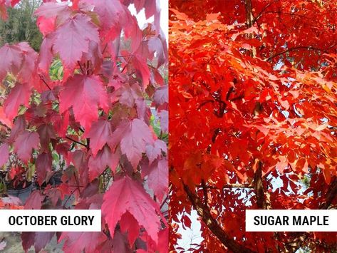 October Glory Maple Vs Other Maples – World of Garden Plants October Glory Maple Tree, October Glory Maple, Zone 9, Red Maple, Soil Ph, Sugar Maple, Red Leaves, Maple Tree, Japanese Maple