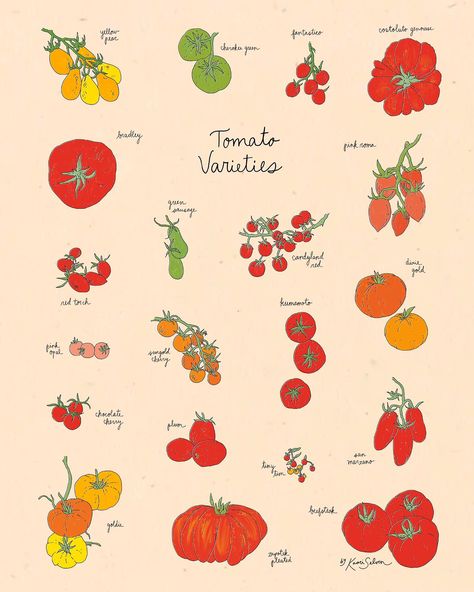 Soooo excited to share with you the first piece from my newest collection, Kaari’s Kitchen! This “Tomato Varieties” illustration was an absolute blast to research and draw. There are so many varieties out there with a diverse range of colors and shapes, perfect for a poster style drawing. While drawing this, I found myself nostalgic for those late summer days where the tomatoes are suddenly ripe and you find yourself planning out so many recipes to showcase their short-lived, tomatoey goodn... Tomato Vine Drawing, Cherry Tomato Illustration, Red Pepper Drawing, Tomato Drawings, Tomato Doodle, Draw Tomato, Painted Tomatoes, Tomato Decor, Tomatoes Drawing