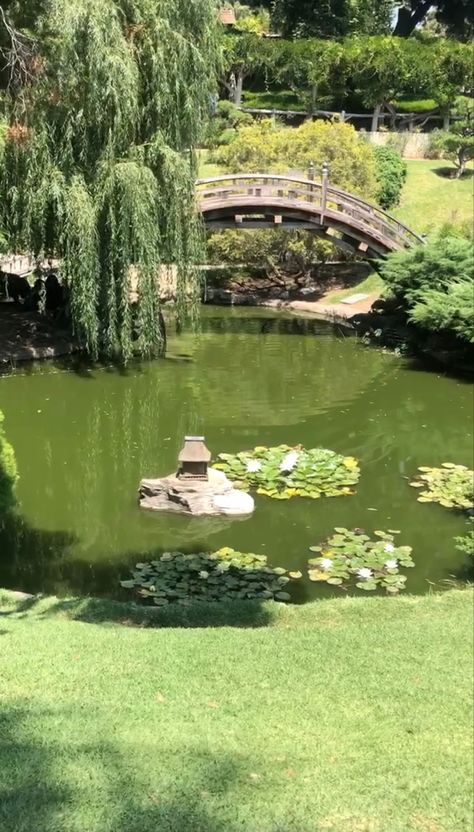 Botanical garden Library Photo Shoot, Garden Pond Design, Huntington Library, Pond Design, Garden Pond, Beautiful Flowers Garden, Flowers Garden, Botanical Garden, Green Plants