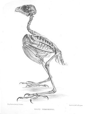 Peregrine skeleton - sooo . . Sam. Falcon Skeleton, Falcon Illustration, Tail Bone, Peregrine Falcon, 4 Elements, Animal Study, Tattoo Design Book, Cowboy Art, Tattoo Art Drawings