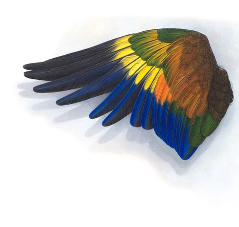 Elizabeth Butterworth, Icarus Wings, Robert Wun, Parrot Wings, Bird Reference, Rainy Wallpaper, Crow Costume, Birds Parrots, Birds Photography Nature