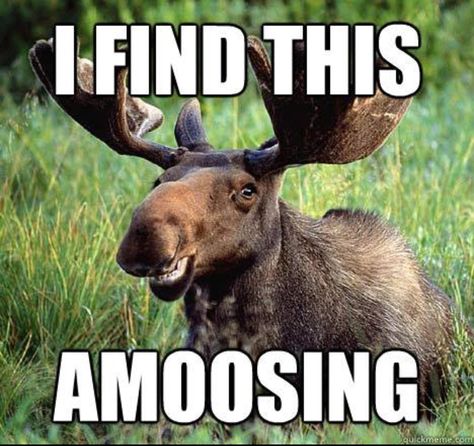 Cow Jokes, Dystopian Horror, National Smile Day, Bad Wedding, Make A Sticker, Moose Pictures, Happy Memes, Cute Animal Quotes, Save Nature