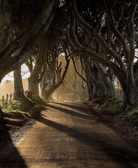 The Dark Hedges - Ireland Ireland Dark Aesthetic, Dark Hedges Ireland, Dark Irish, Grunge Life, The Dark Hedges, Ireland Aesthetic, Dark Hedges, Irish Castles, Irish Landscape