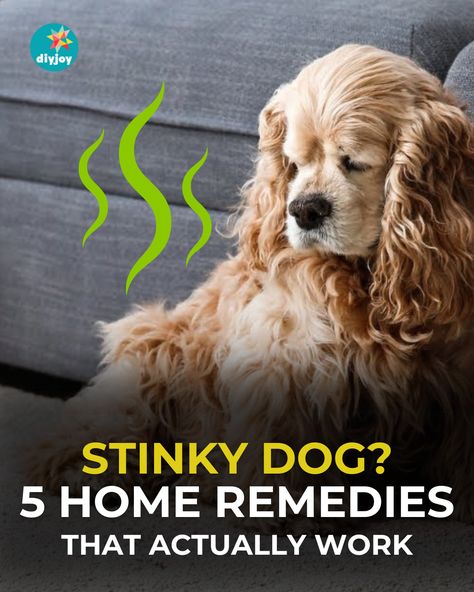 Is your dog smelly? Here are 5 home remedies for stinky dogs! They are safe and effective in getting rid of dog odor. How To Make Dog Smell Good, Dog Stinks Remedies, Dog Odor Eliminator Diy, Stinky Dog Remedy, Smelly Dog Remedies, Dog Smell Out Of Carpet, Dog Smell Out Of House, Dog Odor Spray, Dog Deodorizer Spray