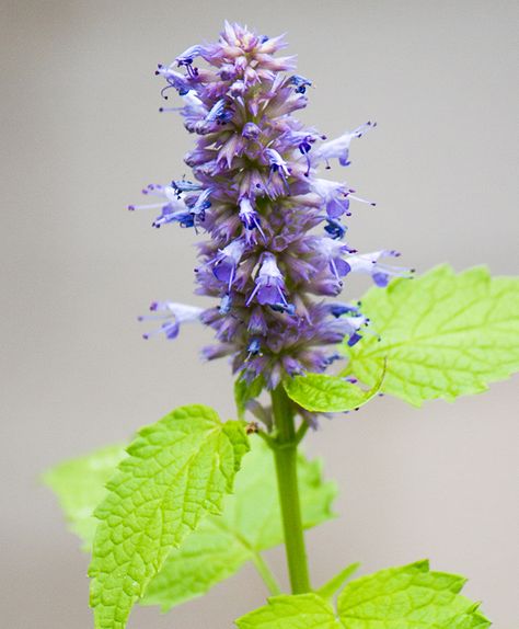 Anise hyssop behind beehives for busy bees | Garden Making Hyssop Flower, Hyssop Plant, Bees Garden, Plants To Attract Bees, Medicine Plants, Hyssop Essential Oil, Anise Hyssop, Good Summer, Mary Mary