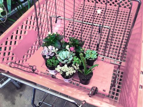 Flaming Stairway ☾ Trailer Park Aesthetic, Pink Trailer, Park Aesthetic, Plants Are Friends, Soft Girl Aesthetic, Plant Aesthetic, Trailer Park, Plant Mom, Cool Plants