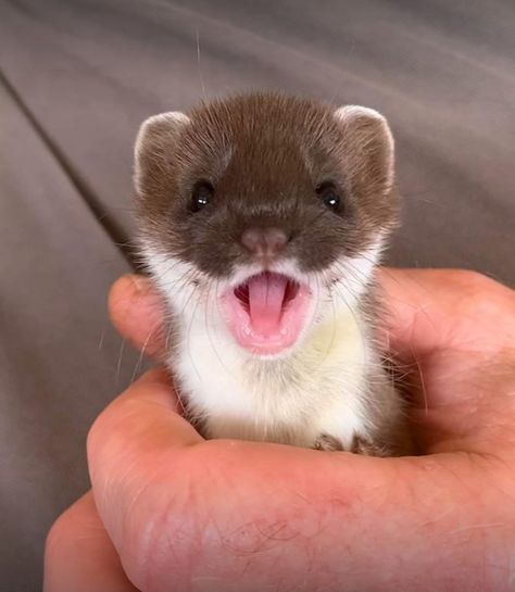 Alivia Animal, Least Weasel Pet, Silly Ferret, Ella Animal, Baby Weasel, Elizabeth Animal, Cute Exotic Animals, Olivia Animal, Weasel Animal