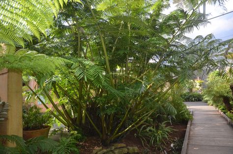 Angiopteris Evecta, Giant Fern, My Dream Home, Potted Plants, Fern, Trunk, Dream Home, Dream House, Plants