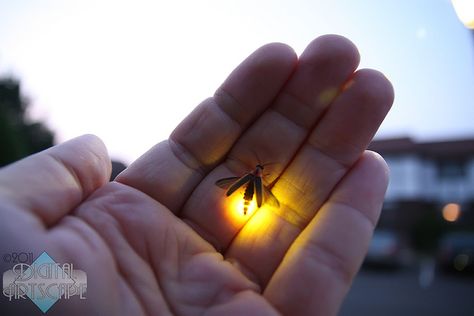 Catching lighting bugs! Spent hours doing this.  Would put them in an empty soda can.  Not sure why, that doesn't even make a good night light. Lighting Bugs, Catching Fireflies, This Is Your Life, Those Were The Days, Photo Vintage, Jolie Photo, Back To Nature, Sweet Memories, Mellow Yellow