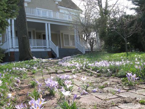 Crocus Lawn, Lawn Design, Magical Garden, Back Garden, Garden Design, Lawn, Yard, Canning, Plants