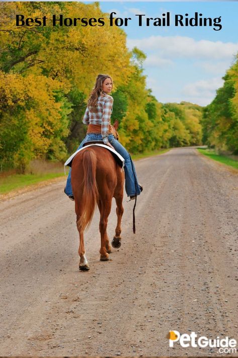 When you want to feel one with nature and deepen the bond between you and your horse, trail riding is the thing to do. Just brave the wilds, explore the trails, and see what your mount is truly capable of. Trail riding is a popular equine activity, and can last from just a few hours up to several days and weeks. Horse From Behind, Trail Riding Horses, Woman Riding Horse, Horse Trail, Riding Horse, The Wilds, One With Nature, Trail Riding, Horse Breeds