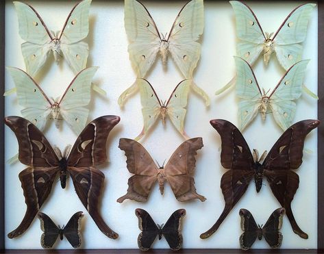 Moths, Saturniidae and Hawkmoths - My Insect Collection for SALE Moths Reference Photo, Moth Reference Photo, Pretty Insects, Moth Collection, Pretty Moths Real, Pretty Moth Species, Scientific Moth Illustration, Cute Moth, Insect Collection