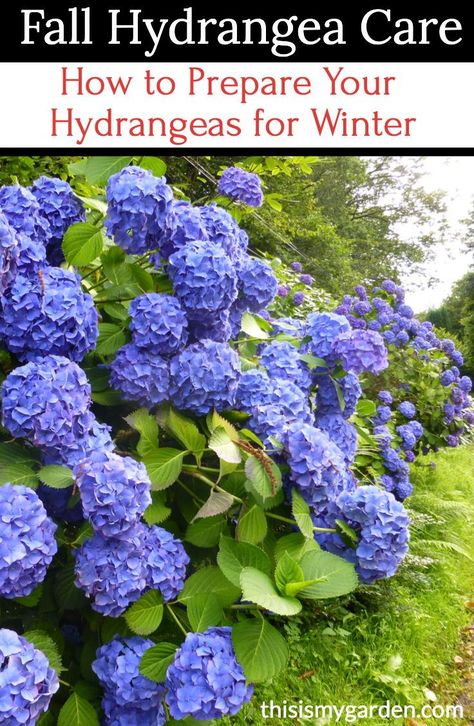 When To Trim Hydrangeas, Trimming Hydrangeas, Hydrangea Plant Care, When To Prune Hydrangeas, Shrubs For Landscaping, Pruning Hydrangeas, Hydrangea Landscaping, Hydrangea Shrub, Hydrangea Varieties