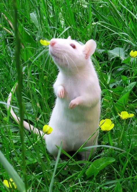 Rattie enjoying the beauty. ~ White Rat, Dumbo Rat, Animals Tattoo, Pet Rat, Funny Rats, Images Kawaii, Cute Rats, Pet Rats, Cute Mouse