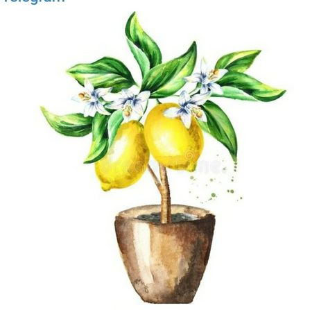 Vertical Illustration, Lemon Crafts, Fruit Stickers, Lemon Watercolor, Tree Watercolor Painting, Leaves Watercolor, Fruit Wallpaper, Fruit Flowers, Fruit Painting