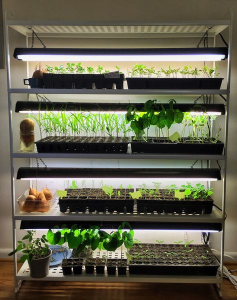 Starting seeds indoors has never been easier since I built this diy seed starting rack with plant grow lights perfect for getting a head start on the season Mini Orchard, Growing Food Indoors, Backyard Aquaponics, Smart Farm, Indoor Vegetables, Starting Seeds, Grow Herbs, Hydroponic Farming, Indoor Greenhouse