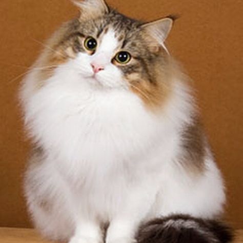 Want a super fluffy kitty to add to your family? Check out our list of domestic long-haired cat breeds, along with everything you need to know! Söt Katt, Siberian Cat, Norwegian Forest, Gorgeous Cats, Forest Cat, Norwegian Forest Cat, Fluffy Cat, Domestic Cat, Pretty Cats