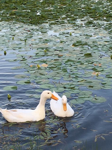 Ducks on my pond. Such a cute addition. Duck In Pond, Ducks In Water, Duck On Water, Modern Teen Bedroom, Ducks In Pond, Ducks In A Pond, Duck In Water, Duck Pictures, Duck And Ducklings