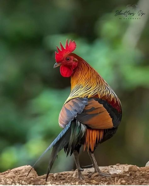 Jungle Fowl, Rooster Illustration, Chicken Pictures, Chicken Bird, Beautiful Chickens, Chickens And Roosters, Game Birds, Love Of Nature, Chicken Breeds