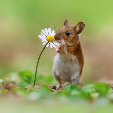 Cute Mice, She Loves Me, Smelling Flowers, Field Mouse, Cute Pics, Cute Rats, Pet Mice, Silly Animals, Cute Mouse