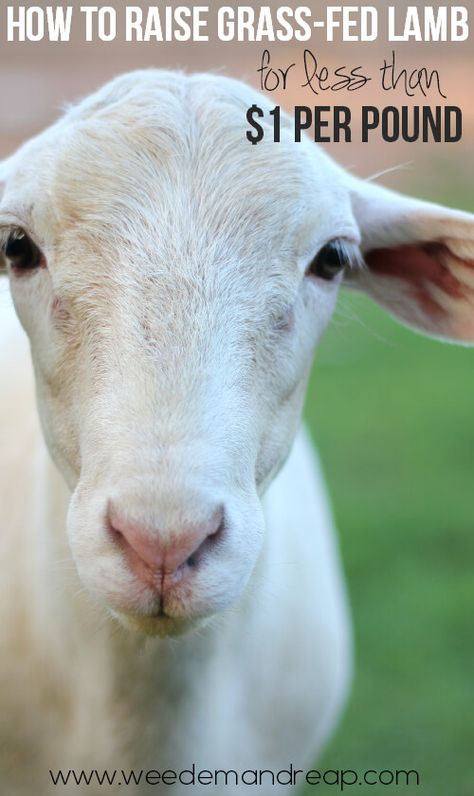 Honey, can we please, please get a lamb or two? Katahdin Sheep, Homesteading Animals, Raising Farm Animals, Future Farms, Mini Farm, Sheep Farm, Sheep And Lamb, Goat Farming, Backyard Farming