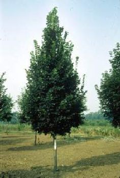 Tree Shapes: Pyramidal Tree Shape Tilia Cordata, Pale Yellow Flowers, Growing Trees, Strawberry Hill, Landscaping Trees, Linden Tree, Magnolia Tree, Landscape Plants, Magnolia Trees