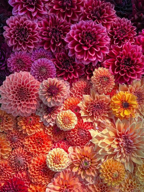 Dahlia Mexico, Chrysanthemum Colors, Dahlias Aesthetic, Mexican Dahlia, Dalias Flowers, Dahlia Flower Aesthetic, Flower Color Combinations, Dahlia Aesthetic, Fall Dahlias