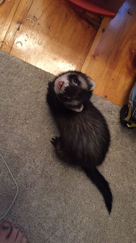 Hi Black Ferret, Baby Ferrets, Funny Ferrets, A Ferret, Pet Ferret, Long Cat, Cute Ferrets, Mini Dogs, Silly Animals