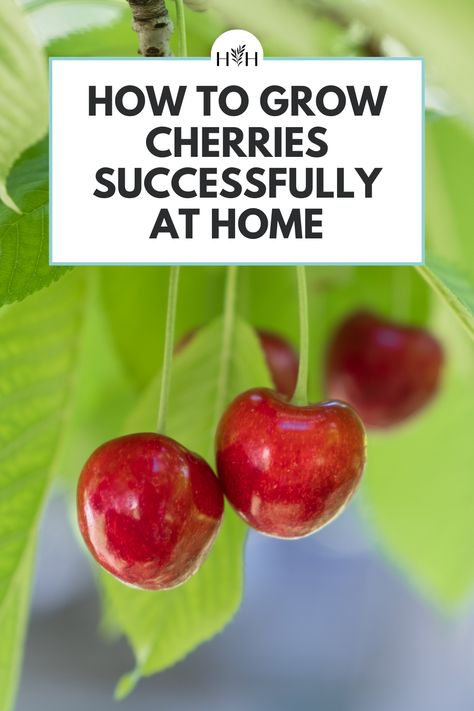 Cherry Tree From Seed, Sour Cherry Tree, Growing Cherry Trees, How To Grow Cherries, Cherry Types, Types Of Cherries, Cold Climate Gardening, Planting Fruit Trees, Growing Food Indoors