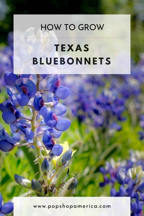 Are you in love with these gorgeous little flowers? The state flower of Texas is quite a looker and makes for the perfect backdrop for springtime photos! Here’s everything you need to know about the History of Bluebonnets, Where to Find Bluebonnet Patches, and how to grow them for yourself! The History of Texas Bluebonnets [...] The post How to Grow Texas Bluebonnets first appeared on Pop Shop America. Planting Bluebonnets Seeds, When To Plant Bluebonnet Seeds, Bluebonnet Flower, Bluebonnets Texas, Blue Bonnet Flower, Blue Bonnet Flowers Texas Bluebonnets, Texas Garden Ideas, Blue Bonnet, Springtime Photos