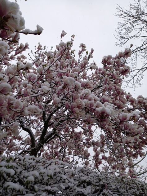 Snow Covered Flowers, Yuki Core, Flowers In Snow, Romanticized Life, Snow Flower, Aesthetic Roses, End Of Winter, Winter Flowers, Winter Aesthetic