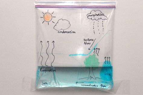 A simple science activity for kids to find out what a water cycle is and the different stages in it: evaporation, condensation, precipitation and flow. Water Cycle Project, Water Cycle Activities, Simple Science, 4th Grade Science, Earth And Space Science, Science Activities For Kids, High School Science, Water Cycle, Easy Science