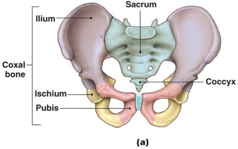 Bækkenets tre sammenvoksede knogler Iliac Crest, Pelvis Anatomy, Yoga Course Online, Draw A Dog, Human Skeleton Anatomy, Pelvic Girdle, Body Bones, Piriformis Muscle, Pelvic Bone