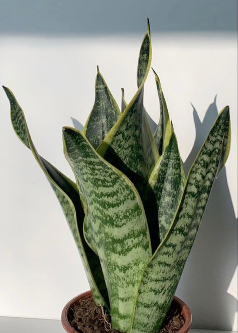 Snake Plant Aesthetic, Tanaman Aesthetic, Houseplants Aesthetic, Plant Decor Indoor, Nothing But Flowers, Plant Aesthetic, Sunset Nature, Plant List, Pretty Plants